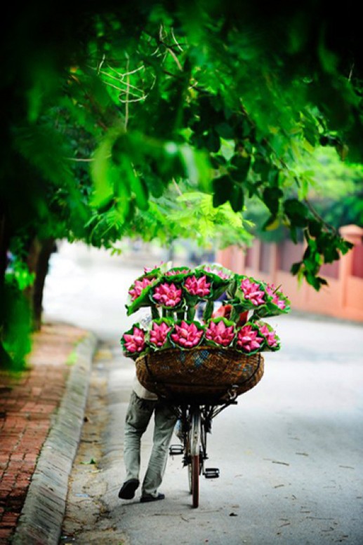 Những chiếc xe đạp chở hoa trên phố 11