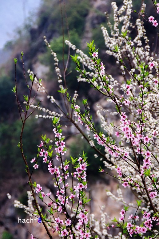 Mùa hoa nở rực rỡ trên miền đá Hà Giang 10