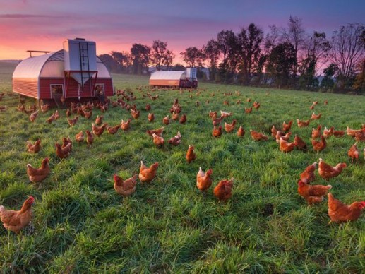 Nông trại nuôi gà, Pennsylvania