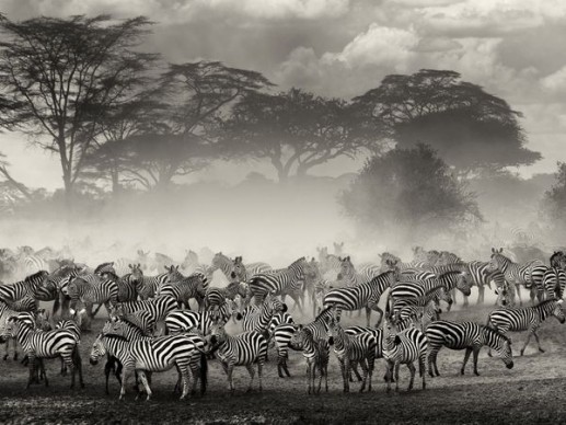 Đàn ngựa vằn, Serengeti