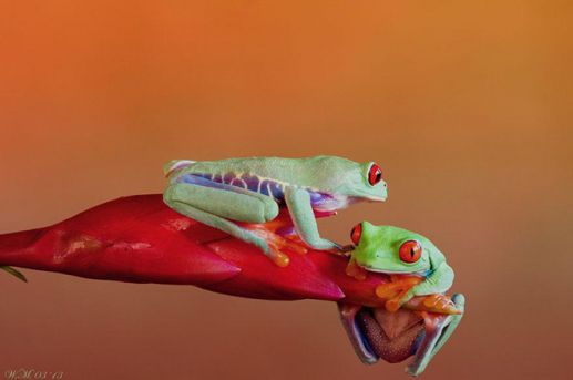 Thế giới đầy màu sắc của loài ếch 12