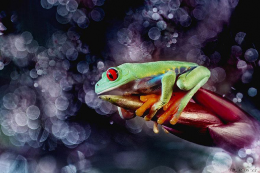 Thế giới đầy màu sắc của loài ếch 1