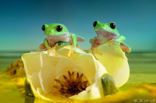 Thế giới đầy màu sắc của loài ếch 9