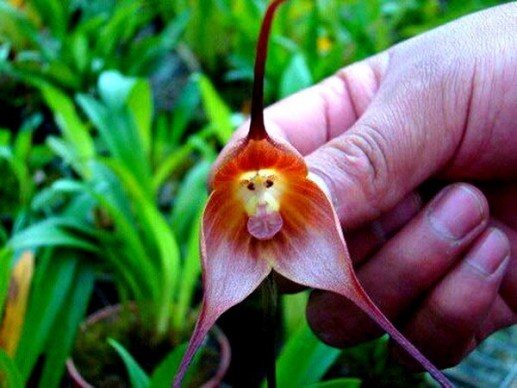 Hoa lan mặt khỉ (Monkey Orchid)