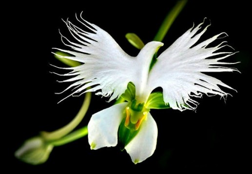  Hoa cò trắng