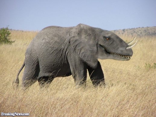Chú voi với đầu của khủng long