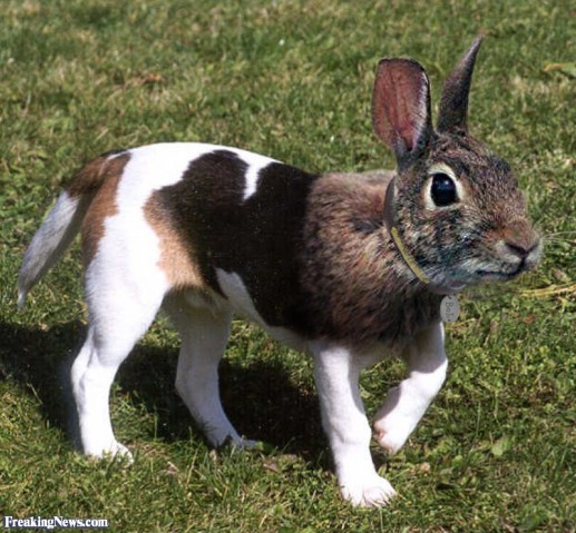 Chú thỏ mang thân hình chó