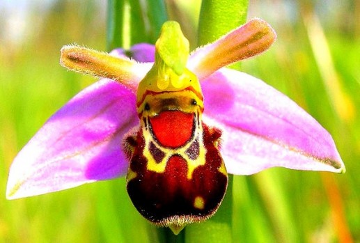 Hoa lan ong
