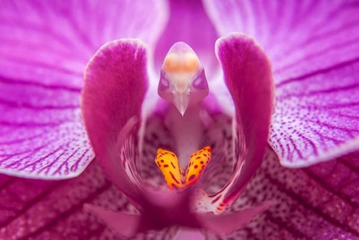 Hoa lan bướm