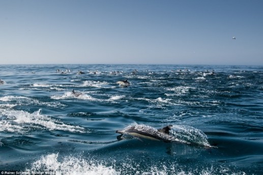 Hàng nghìn cá heo xuất hiện dọc bờ biển Nam Phi