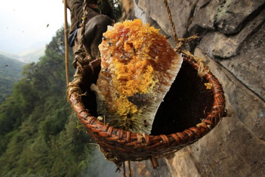 Cảnh tượng săn tổ ong khổng lồ trên vách núi dựng đứng