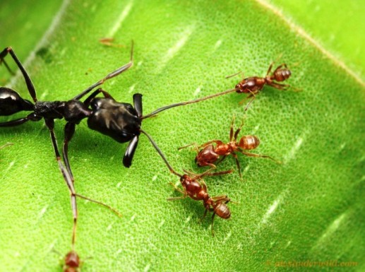Khám phá khó tin nhưng có thật về loài kiến(1)
