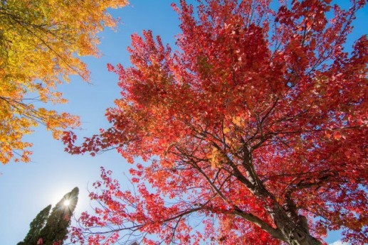 Chùm ảnh tuyệt đẹp của lá cây khi chuyển mùa