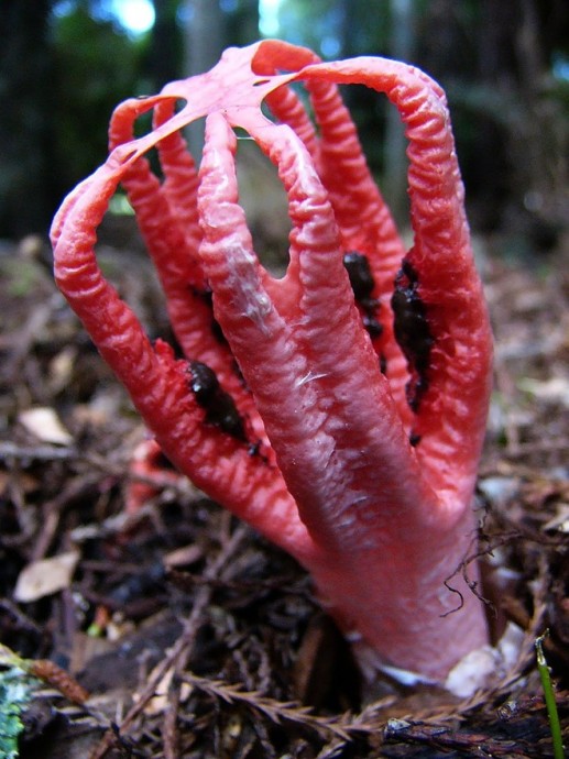 Loài nấm có hình dạng giống bàn tay