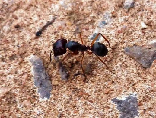Khám phá khó tin nhưng có thật về loài kiến(2)