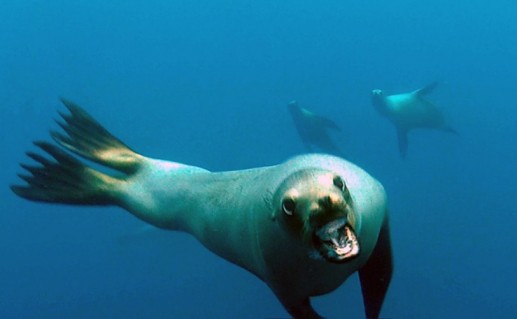 Ác mộng sư tử biển – top ảnh động vật ấn tượng