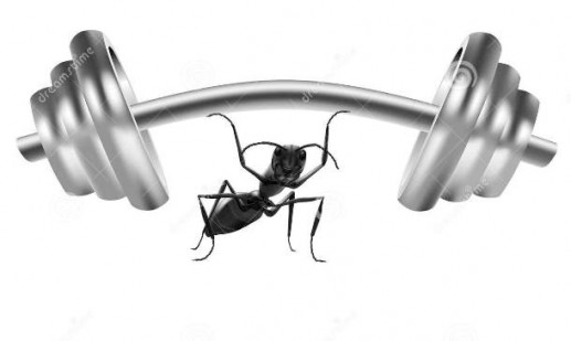 Khám phá khó tin nhưng có thật về loài kiến(1)