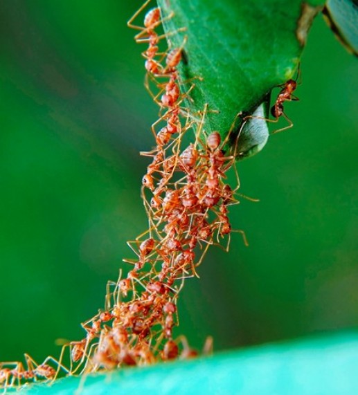 Khám phá khó tin nhưng có thật về loài kiến(2)