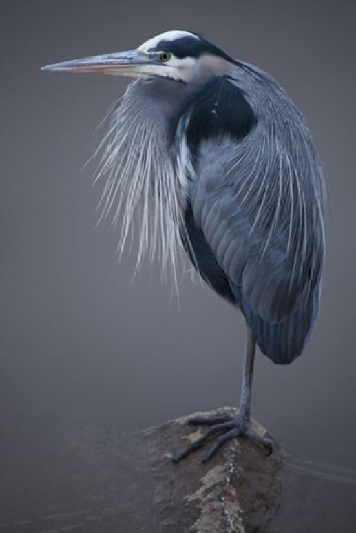 Bộ ảnh đẹp tuyệt về loài chim