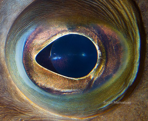 Bộ ảnh đẹp về đôi mắt của động vật