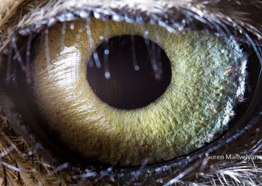 Bộ ảnh đẹp về đôi mắt của động vật