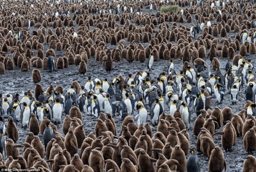 Vương quốc chim cánh cụt ở Nam Cực