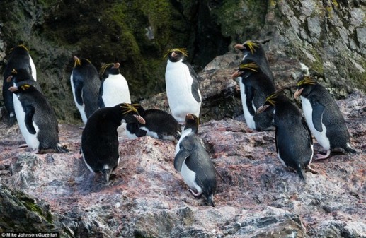 Vương quốc chim cánh cụt ở Nam Cực