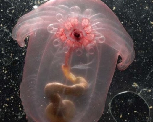 Những sinh vật kỳ lạ dưới đáy biển sâu