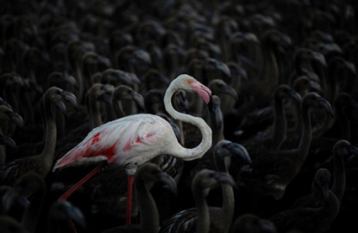 Những bức ảnh độc, đẹp nhất về thế giới động vật năm 2014