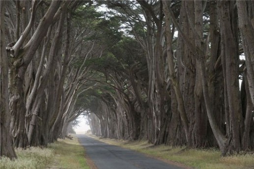 khám phá những đường cây đẹp nhất thế giới