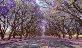 Những đường cây đẹp nhất thế giới