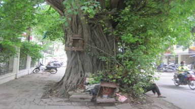  Những cây bồ đề ngàn tuổi giữa Hà Nội