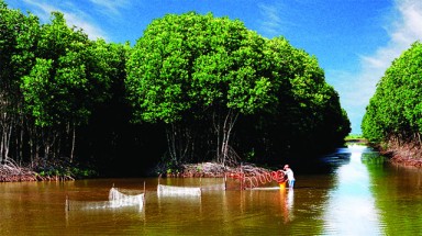  Trà Vinh:Người dân bỏ vốn trồng rừng trên diện tích nuôi thuỷ sản