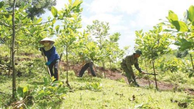  Quảng Ngãi đầu tư trồng mới 1.400 ha rừng phòng hộ đầu nguồn 