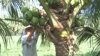  Hơn 70% diện tích vườn dừa Cà Mau bị bọ cánh cứng gây hại