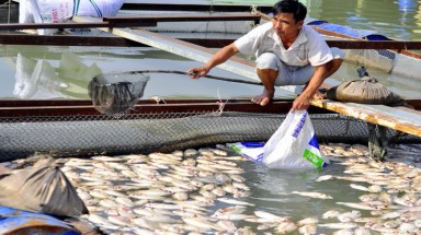  Công an khảo sát vụ cá chết hàng loạt tại Đồng Nai