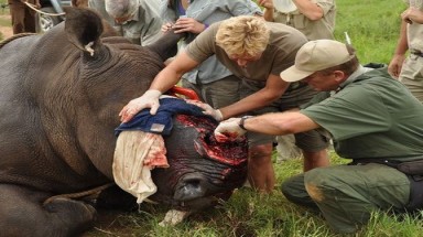  1.200 tê giác bị giết, trong khi Nam Phi lại bỏ lệnh cấm buôn bán sừng