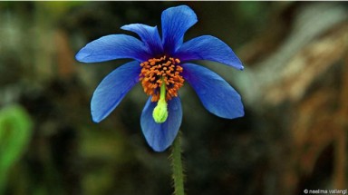  Gặp hoa anh túc xanh Himalaya
