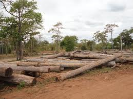  Đình chỉ hoạt động, di dời các cơ sở chế biến gỗ trong và gần rừng tự nhiên 