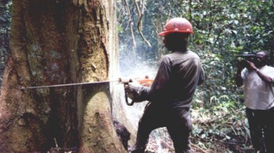  Thủ tướng chỉ đạo xử lý việc phá rừng tại Lâm Đồng