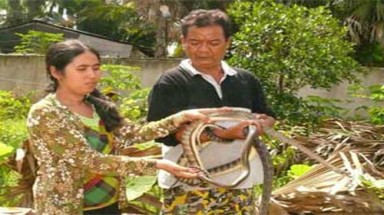 Độc đáo mô hình nuôi rắn thả vườn