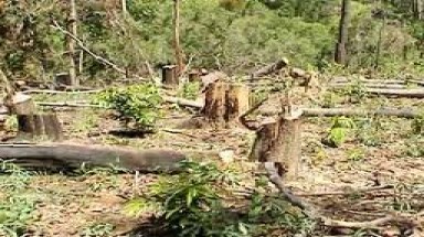  Liên hiệp quốc thúc đẩy sáng kiến về bảo vệ và chống nạn phá rừng 