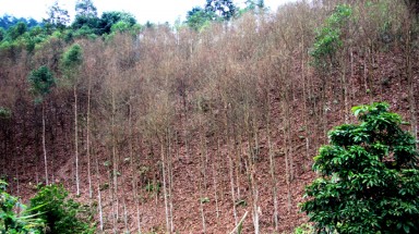  Hàng trăm ha bồ đề ở Yên Bái đang bị sâu ăn lá phá hoại
