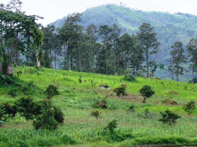  3/4 rừng tự nhiên Việt Nam là rừng nghèo kiệt