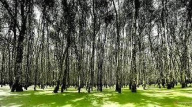   Cà Mau: Nỗ lực bảo vệ 41.000 ha rừng tràm trong mùa khô hanh 