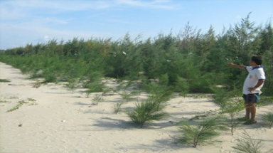  Trồng rừng chống cát  bay ven biển