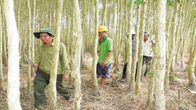 Trên 500 người dân tình nguyện tham gia giữ rừng U Minh Hạ trong mùa khô 