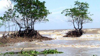  Biển “nuốt” rừng phòng hộ Tiền Giang