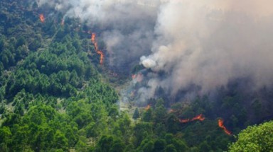  Rừng ở Lâm Đồng nguy cơ cháy cấp cực kỳ nguy hiểm 