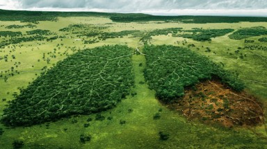 Ngày 21 tháng 3: Ngày rừng thế giới